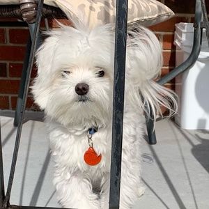 Meet your Posher, Monique